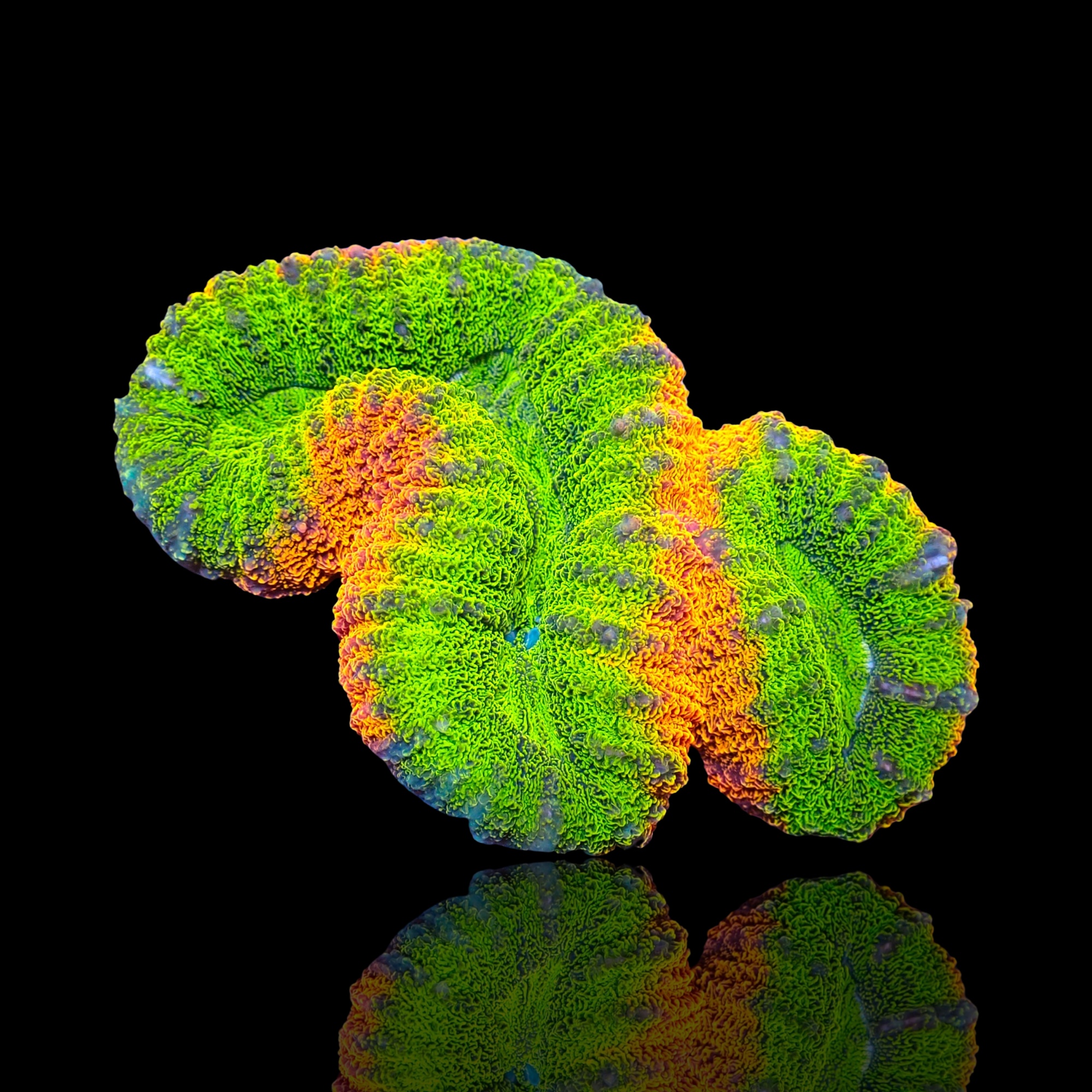 Prachtig LPS koraal. De Lobophyllia in ultrakleuren